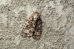 Acronicta fragilis