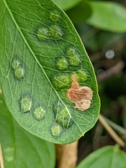 Tanaostigmodes pithecellobiae