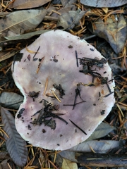 Charcoal burner (Russula cyanoxantha)