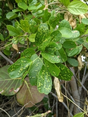 Tanaostigmodes pithecellobiae