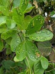 Tanaostigmodes pithecellobiae