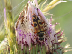 Typocerus octonotatus