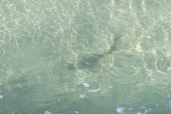 Pseudobatos productus