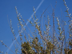 Buddleja alternifolia