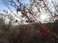 Buddleja alternifolia