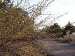 Buddleja alternifolia