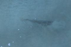 Pseudobatos productus