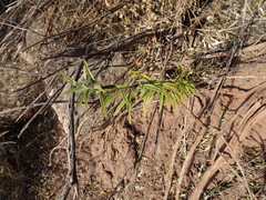 Buddleja alternifolia