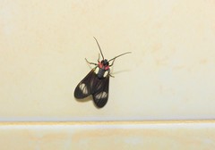 Telioneura glaucopis