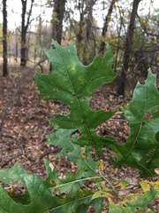 Quercus texana
