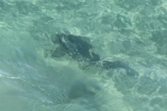 Triakis semifasciata