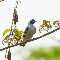 Conioptilon mcilhennyi