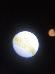 Stigeoclonium