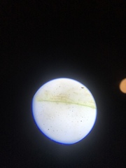 Stigeoclonium