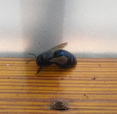 Xylocopa splendidula