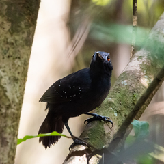 Myrmelastes hyperythrus