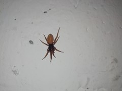 Dysderoidea
