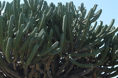 Myrtillocactus geometrizans