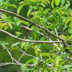 Brotogeris sanctithomae