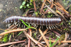 Thrinaphe hargeri