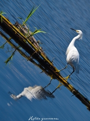 Egretta thula