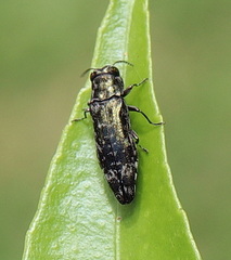 Agrilus occipitalis