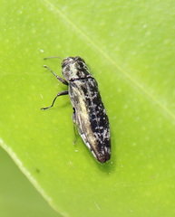 Agrilus occipitalis