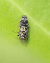 Agrilus occipitalis
