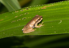 Litoria rubella
