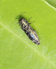 Agrilus occipitalis