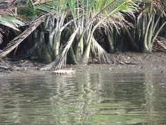 Crocodylus porosus