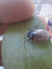 Anomala testaceipennis