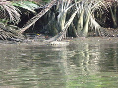 Crocodylus porosus