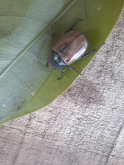 Anomala testaceipennis