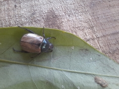 Anomala testaceipennis