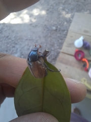 Anomala testaceipennis