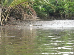 Crocodylus porosus