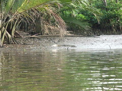 Crocodylus porosus
