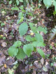 Euonymus occidentalis