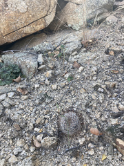 Mammillaria barbata