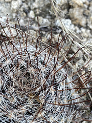 Mammillaria barbata