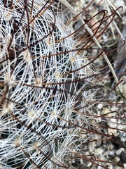 Mammillaria barbata