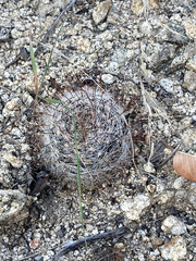 Mammillaria barbata