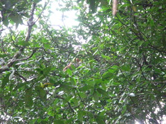 Nasalis larvatus