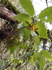 Euonymus occidentalis