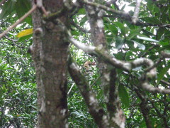 Nasalis larvatus