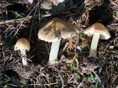 Inocybe mixtilis