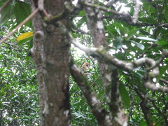 Nasalis larvatus