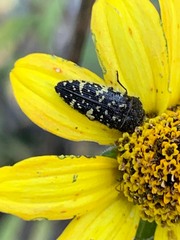 Acmaeodera flavopicta
