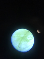 Chaetophora